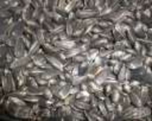 соняшник олійний #1037158