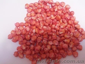 продам семена гибридов F1 кукурузы #1036135