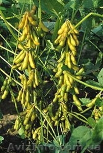 продам семена сои,  сорт 