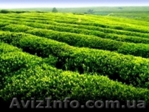 Чай черный грузинский #1044218