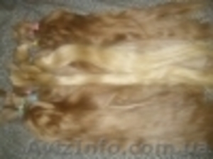 Куплю волосы. Очень дорого. #1033418