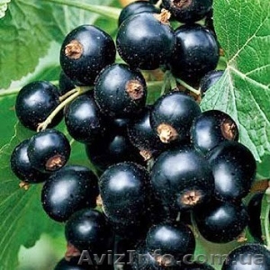 Смородина Тизел купить саженцы (Tisel Blackcurrant) #1045955