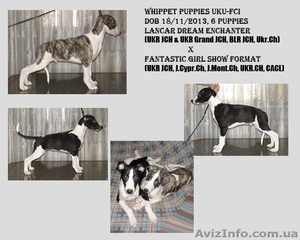 Щенки уиппета от титулованных родителей  #1034281