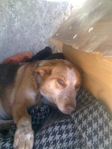 Молодая собачка Пальма для Вашего спокойствия!  #1032432