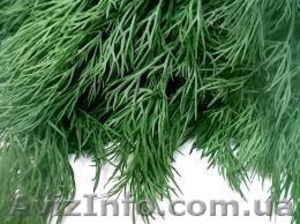 Куплю укроп оптом #1037551