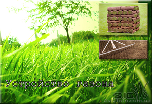 Устройство газона;  создание газонов  #1037455
