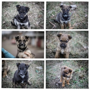 Девочки и мальчики ищут дом!!!  #1044905