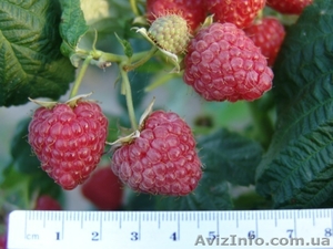 Саженцы малины крупноплодной Венгерка #1040182