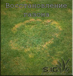 Восстановление газона #1037459