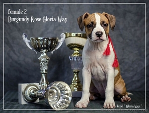 Стафики девочки Амстафф Терьер  #1044550