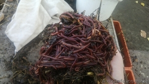 продаем Красного Калифорнийского червя и червя Старатель, Дендробена #1033818