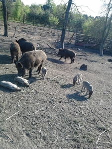 Продам диких свиноматок,  кабана,  поросят  для розведення!!! #1046717
