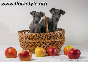 Щенки Левретки в питомнике Flora Style #1055809