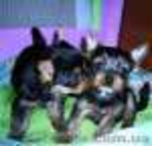 Щенки йорка веселые игривые #1064505