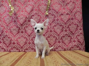 Чихуауха - лучший подарок для любимой #1050532