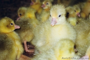 Гуси Легарт Датский (суточный молодняк) #1056622