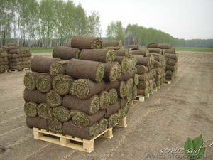 Устройство газона,  уход за газоном #1049285