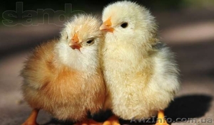 Бройлер подрощеный Росс-708. #1065095