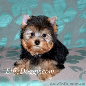 Йоркширский терьер,  эксклюзивные щенки #813152