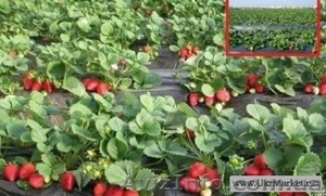 Рассада крупноплодной клубники #1061906
