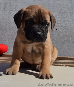 бульмастифы шоу класса #1061614