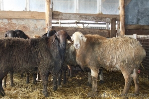 Продам чисто-кровных курдючных баранов #1055145