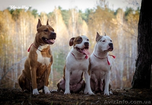 Щенки АСТ.Документы КСУ. Питомник Gloria Way. #663630