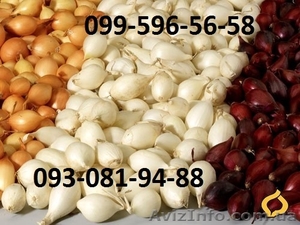 Лук Севок Бесарабия #1051411