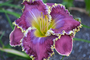 Редкие сорта лилейников,  не дорого #1052810