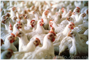 Домашние куры бройлеры #1051714