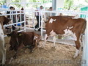 реализуем коров,  телок,  нетелей, телочек породы красно-рябая #1053865