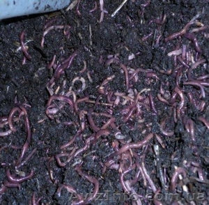 черви и медведка #1056309