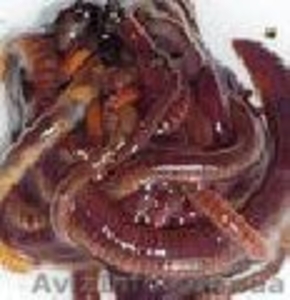 Черви. Рыбалка. Продаю #1059401