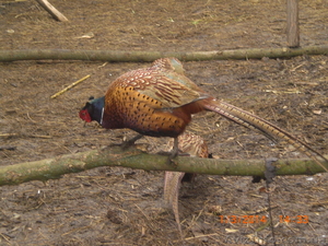 Продам охотничьих и румынских фазанов  #1051396