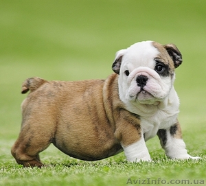 Английский бульдог щенки  #1063684