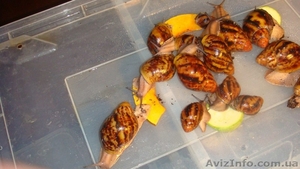 Сухопутная улитка - чудесный друг и волшебный доктор #989803