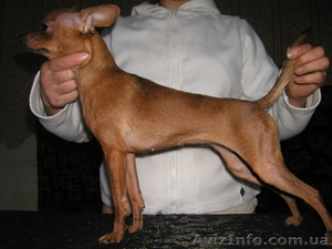 Щенки русского тоя #1056153