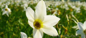 Отдых на майские праздники. Туры из Харькова во Львов,  Закарпатье,  Одессу 2014 #1063680