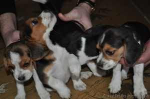 Продам щенков породы Бигль #1052298
