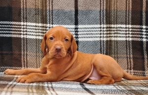 Венгерская выжла щенки для семьи #1050310