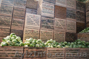 Продам картофель и капусту  #1058256