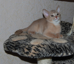 абиссинка окраса фавн #1054365