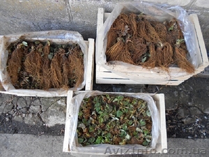 САЖЕНЦЫ FRIGO клубники Альбион Монтерей #1054053