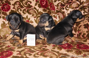 Продажа щенков той - терьера #1055395