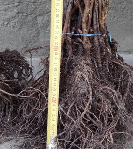 Домашний минипитомник #1064031