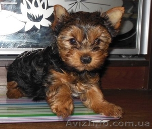 Щенки йорка : девочки и мальчики #1063767