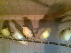Продам канареек собственного разведения #821108