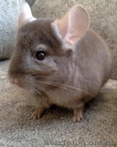 Продажа шиншилл разных окрасов. #1064499