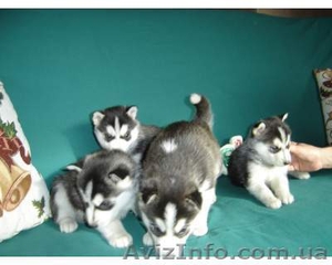 Красивые дети Сибирский хаски для свободного принятия #1062379