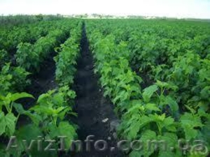 продам саженцы черной смородины #1056812